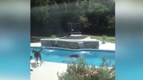 Kids Eat Cupcakes. When Dad Sees What’s Inside, He Jumps in the Pool.