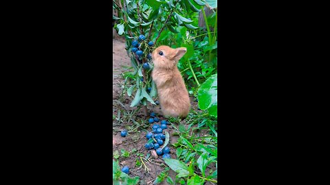 1min of funny rabbits life moments🐇😍, owner and rabbits are the best