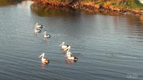 Pelicans at sunrise 1 January 2022 on the Lake at Mallacoota