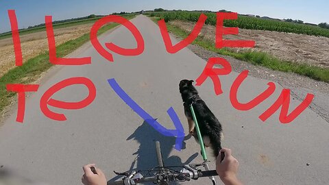 The Surprising Bond: Embarking on a Dogo Bike Trip with My Best Friend, Rex