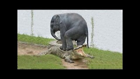 Amazing Elephant Save Baby Elephant From Crocodile Hunting!!