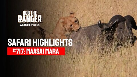 Safari Highlights #717: 02 September 2022 | Maasai Mara/Zebra Plains | Latest Wildlife Sightings
