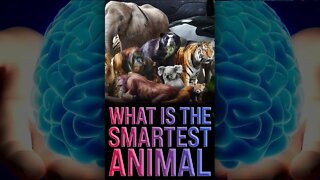 World’s Smartest Animal?! 🤯 #shorts