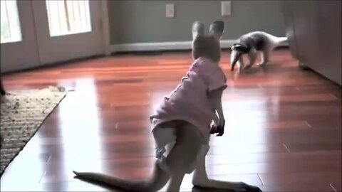 Baby Kangaroos | Silly | Cute | Funny Animal Video