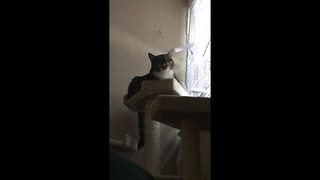 Cat has bizarre reaction to owner's sneezes