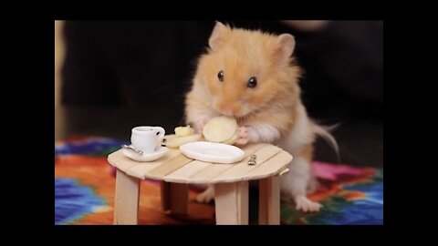Making Tiny Things For Our Hamster!