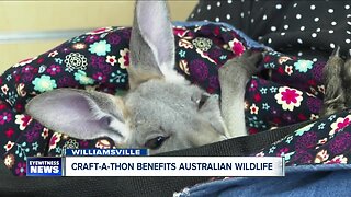 Aurora Sewing Center hosts craft-a-thon to benefit Australia wildlife