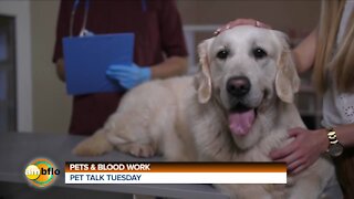 PET TALK TUESDAY - WELLNESS BLOODWORK