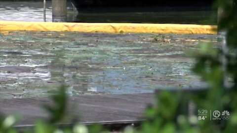 Palm Beach County has most toxic algae blooms, test results find