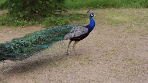 Peacock Dance Complete 2:20 & Screams High Quality HD, Pfau schlägt Rad , by Ute Neumerkel-3