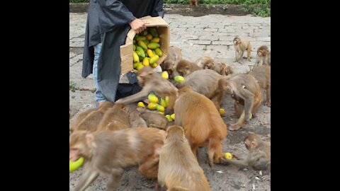 Monkey happy with mango fruits | monkey eating mango fruits | feeding mango to the hungry monkey
