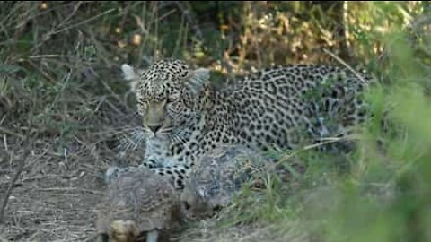 Leopardo caçador é interrompido por... 2 tartarugas apaixonadas!