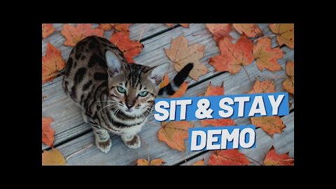 Teach Your Cat Sit And Stay - A Lifechanging Trick