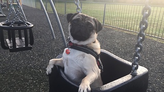Cutest Pug Bruno On A Swing At The Play Park.