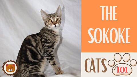 🐱 Cats 101 🐱 SOKOKE CAT - Top Cat Facts about the SOKOKE