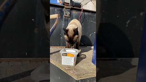 feeding stray cat