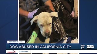 Dog abused in California City
