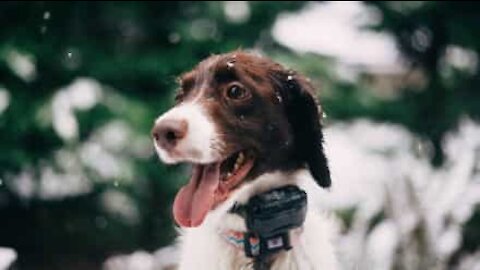 Cane delira vedendo la neve per la prima volta