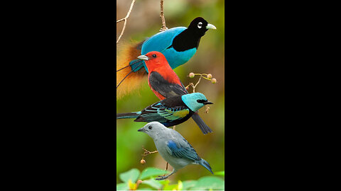 Bird and animal is beautiful creature on our planet। Nature And Wildlife Video