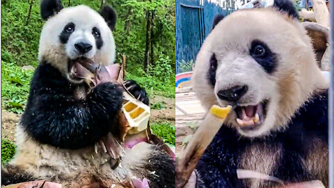 This is how panda eat Bambo || Adorable Panda Eating Bambo