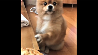 Pomeranian begs for food in cutest way imaginable