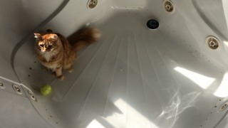 Funny Cat plays catch with tennis ball in the tub