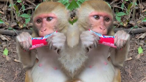 little monkey eating lollipop