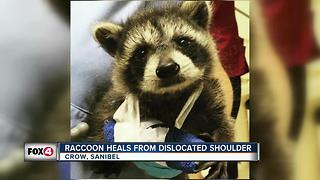 Raccoon recovering from shoulder injury at CROW