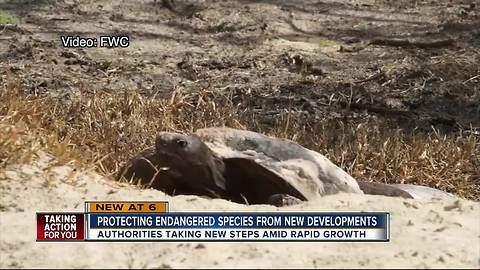 State renews effort to protect Bullfrog Creek and gopher tortoise