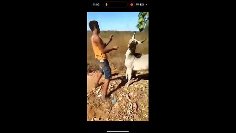 Man Abuses Goat and Regrets It Immediately
