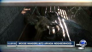 Loose moose tranquilized after wandering into Arvada neighborhood