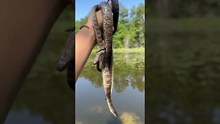 Handful of snakes!!!! #herping #snakes #shorts