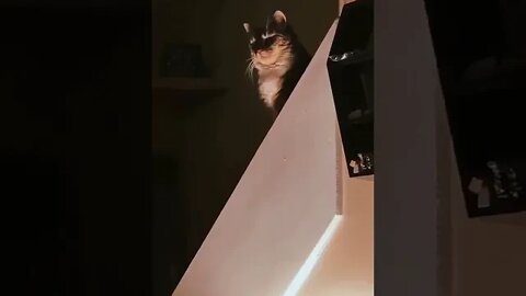 An evil kitty Perfectly timed - Funny moment