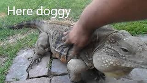 Lizard Greets Man like a Dog!