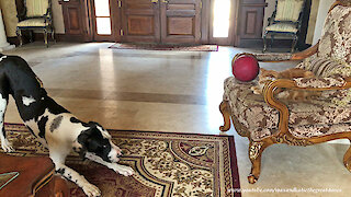 Great Dane puppy really wants cat to play with him