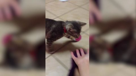 Kitten Plays Fetch Like A Dog