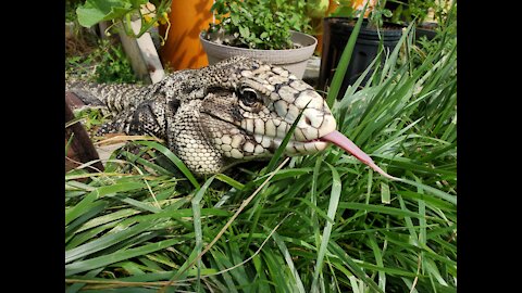 Dogs and lizards, can they be friends?