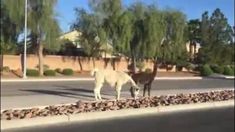 Llamas captured after running loose in northwest Las Vegas