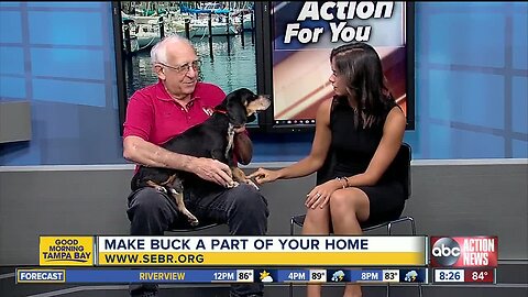 Rescues in Action June 30 | Buck needs furever home