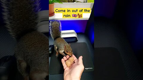 Come In Out Of The Rain... 🐿️🌧️🥜 #squirrel #garden #rain #animal