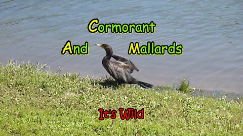 Cormorant Bird & Mallards