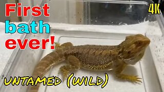 Can you tame a wild Bearded Dragon? What about bathing it for the first time?