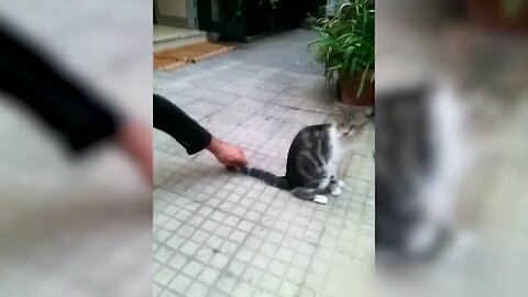 🔥😂😂Cat 😺🐈 comedy and funny 🤣🤣 clips