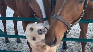 Hund bliver venner med to heste