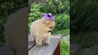 Cutest Little Puppy #viralshortsvideos #cutepuppy