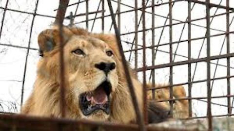 Lions lunch at the zoo