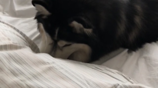 Husky humorously "tests out" new bed sheets