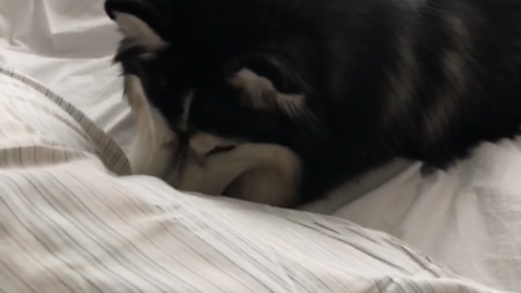 Husky humorously "tests out" new bed sheets