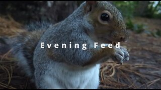 2023 10 22 squirrels evening feeding