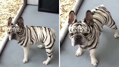 Unusual this dog with the coat identical to a zebra